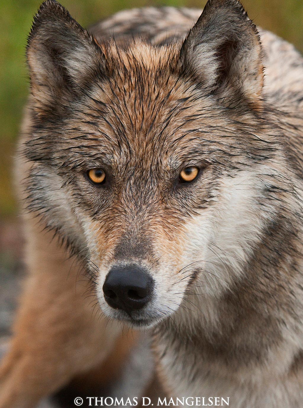 Judge Keeps Great Lake Wolves on Endangered List - Wyoming Untrapped