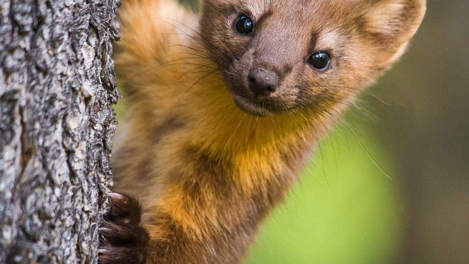 pine marten Archives Wyoming Untrapped