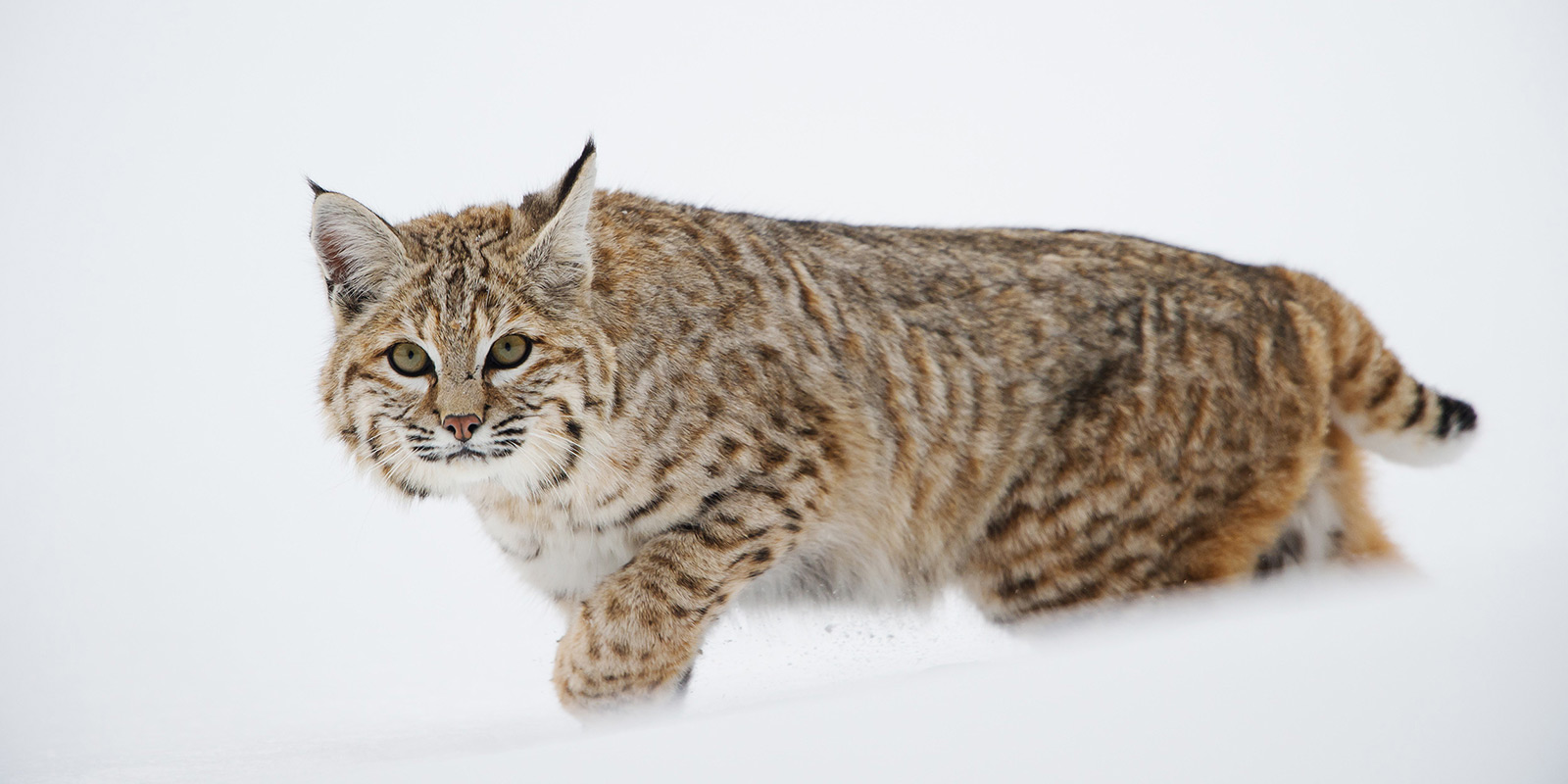 Mangelsen-Bobcat-Wyoming-Untrapped Wyoming Bobcat