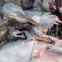 Coyote caught in leghold, had to be euthanized, California, Lucerne ValleyJune 2014
