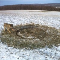 Coyote in leghold, "circle of death".