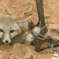 Coyote pup caught in leghold. Shared by TrailSafe Nevada. Feb 2013