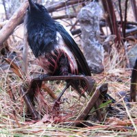 Magpie caught in leghold. Shared by Trap Free Montana Public Lands.