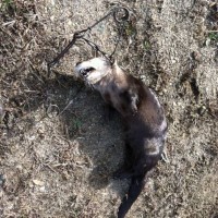 Otter caught in Conibear. Shared by Trap Free Montana Public Lands.