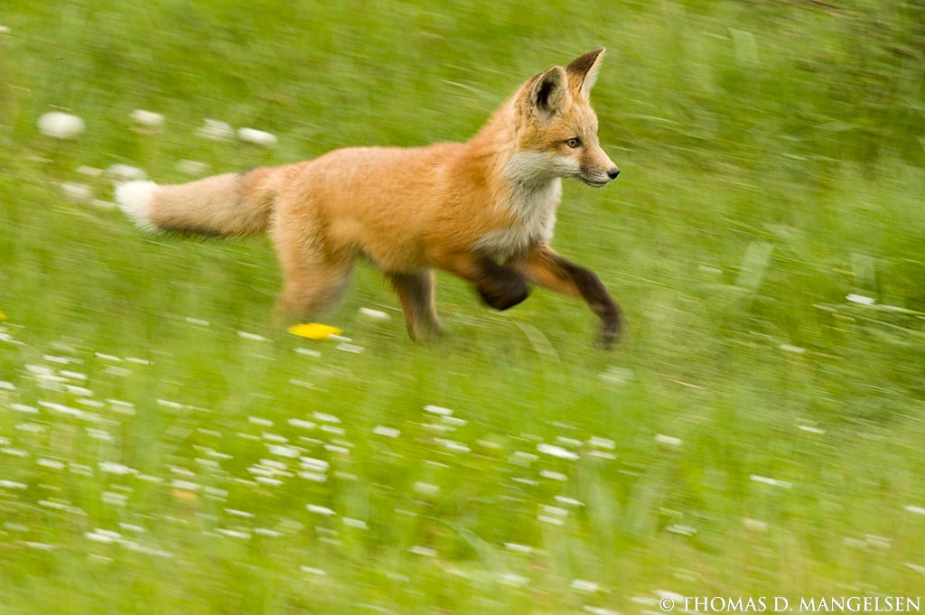 Fox on the run. Лиса бежит. По лесу бегает лиса. Лисенок бегает по лесу. Лисички бегают по лесу.