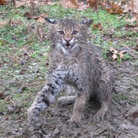 Bobcat trapped in leghold.
