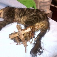 Cat in leg hold trap. Shared by No Kill Louisville