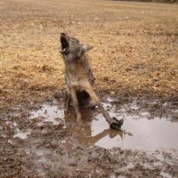 Coyote Trapped