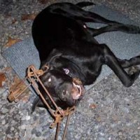 Dog caught in conibear trap northcarolinavoters for animal warfare