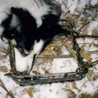 Conibear traps are deadly. From Ban Trapping In USA