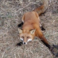 Fox caught in leg-hold trap. Shared by Anti Fur Society. Jan 12 2014