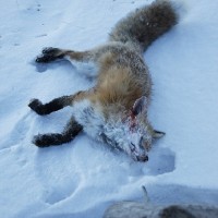 Discarded red fox by the road. Jackson, WY.