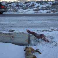 Discarded skinned coyote, and red fox. Jackson, WY.