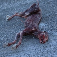 Discarded skinned coyote in road. Jackson, WY.
