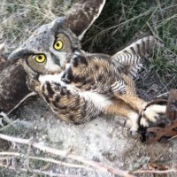 Owl caught in leg-hold trap. Shared by Footloose Montana. Oct 26 2013