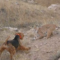 Bobcat in leghold attacked by dogs. Posted on the personal Facebook and Twitter pages of an employee of the US Department of Agriculture’s Wildlife Services.