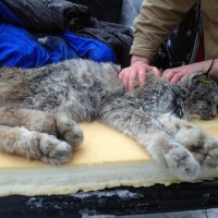 Lynx caught in Live Trap, rescued by Idaho Game and fish. Shared by Wildwoods.