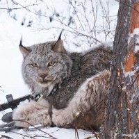 Lynx in foothold trap. Shared by Footloose Montana.