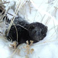 Mink killed in conibear trap, Nashua, MT. Shared by Footloose Montana.