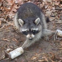 Raccoon in two leghold traps. Shared by Anti-Fur Society.'s photo