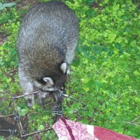 Racoon front feet trapped in conibear but rescued.