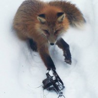 Red fox foothold. Shared by Wildwoods.woods Jan 28, 2014, fox draggin around a foot hold trap that had come loose from its anchor, euthanized
