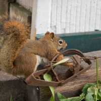 Red squirrel, foot hold trap, lost the function of a front leg, euthanized., Shared by Wildwoods,.