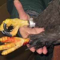 This banded adult Bald Eagle has a crushing injury to the leg, high up in the feathered area, as well as the toes due to a leghold trap.. Shared by Footloose Montana.