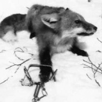 Fox in leg-hold trap.