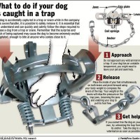 How to release your pet from a trap. From Save America's Wolves