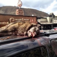 Wolf kill on roof of truck in Jackson, WY. JN&G Oct 2013
