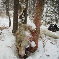 Wolf snare, strangled to death Wisconsin Wolf Hunt Kill