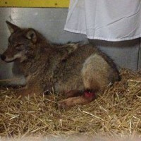 Wolf snared leg, Shared by Aspen Wildlife Sanctuary .