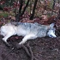 Wolf caught in leg-hold trap. Shared by Wisconsin Wolf Hunting Oct 2013
