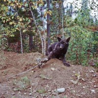 Wolf caught in leghold trap.