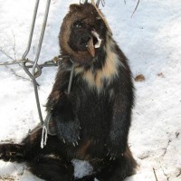 Wolverine in conibear trap. Shared by Anti Fur Society.