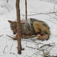Wolf caught in snare. Shared by Aspen Valley Animal Sanctuary.