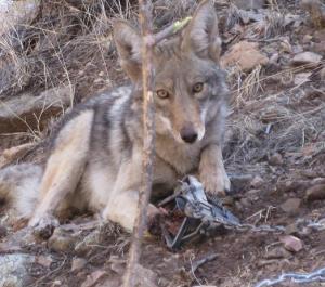 Coyote caught in leghold.