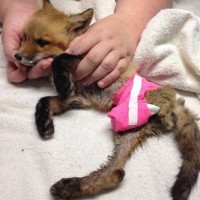 Fox kit lost leg to leghold trap - Wild Heart Ranch May 17, 2014