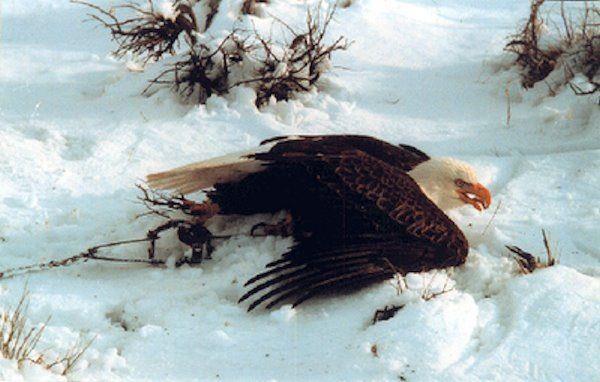 Bald Eagle caught in leg-hold trap. Shared by Empty Cages Worldwide.