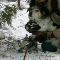 Dog trapped in leghold while on a leash in Oregon, shared by Trap Free Oregonbut photo of Footloose MT volunteer while cross-country skiing