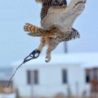 Wyoming Owl caught in a Leghold trap, Footloose Montana