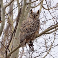 Wyoming owl caught in lehold trap, shared by Footloose Montana, Nov 6, 2014