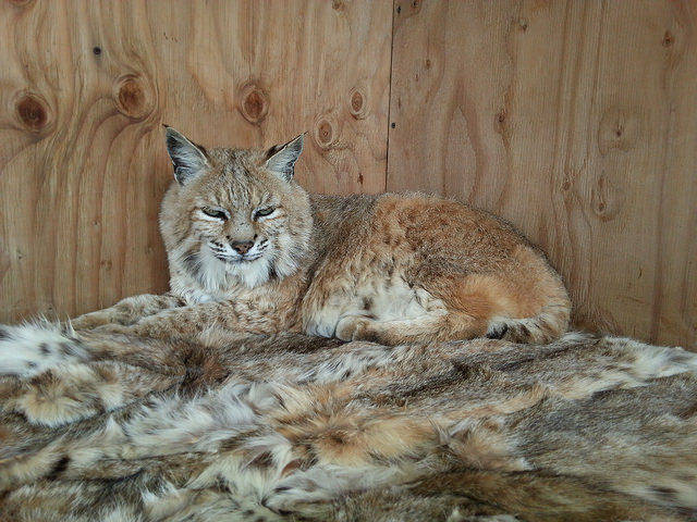 Legal Win Protects Minnesota's Rare Lynx From Cruel, Indiscriminate  Trapping - Center for Biological Diversity