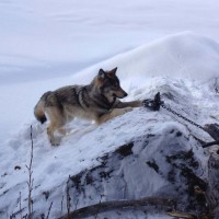 Wolf in leghold trap shared by Footloose