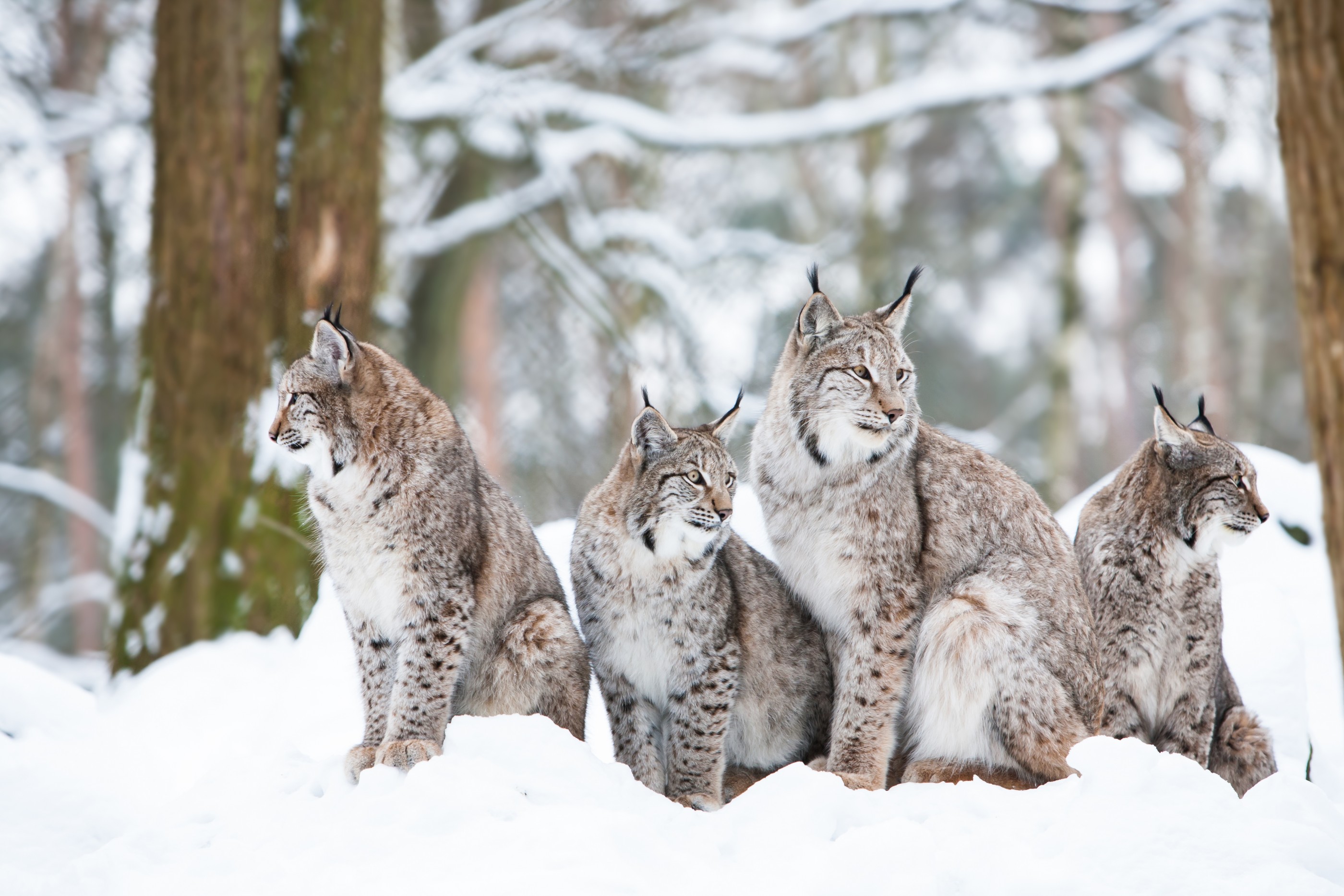 A Winter Search for the Missing Lynx - Wyoming Untrapped