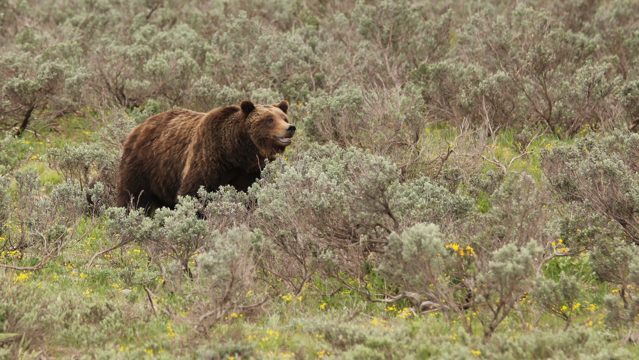 ALERT! Grizzly Trapping Incident - Teton County, WYOMING - Trapping ...