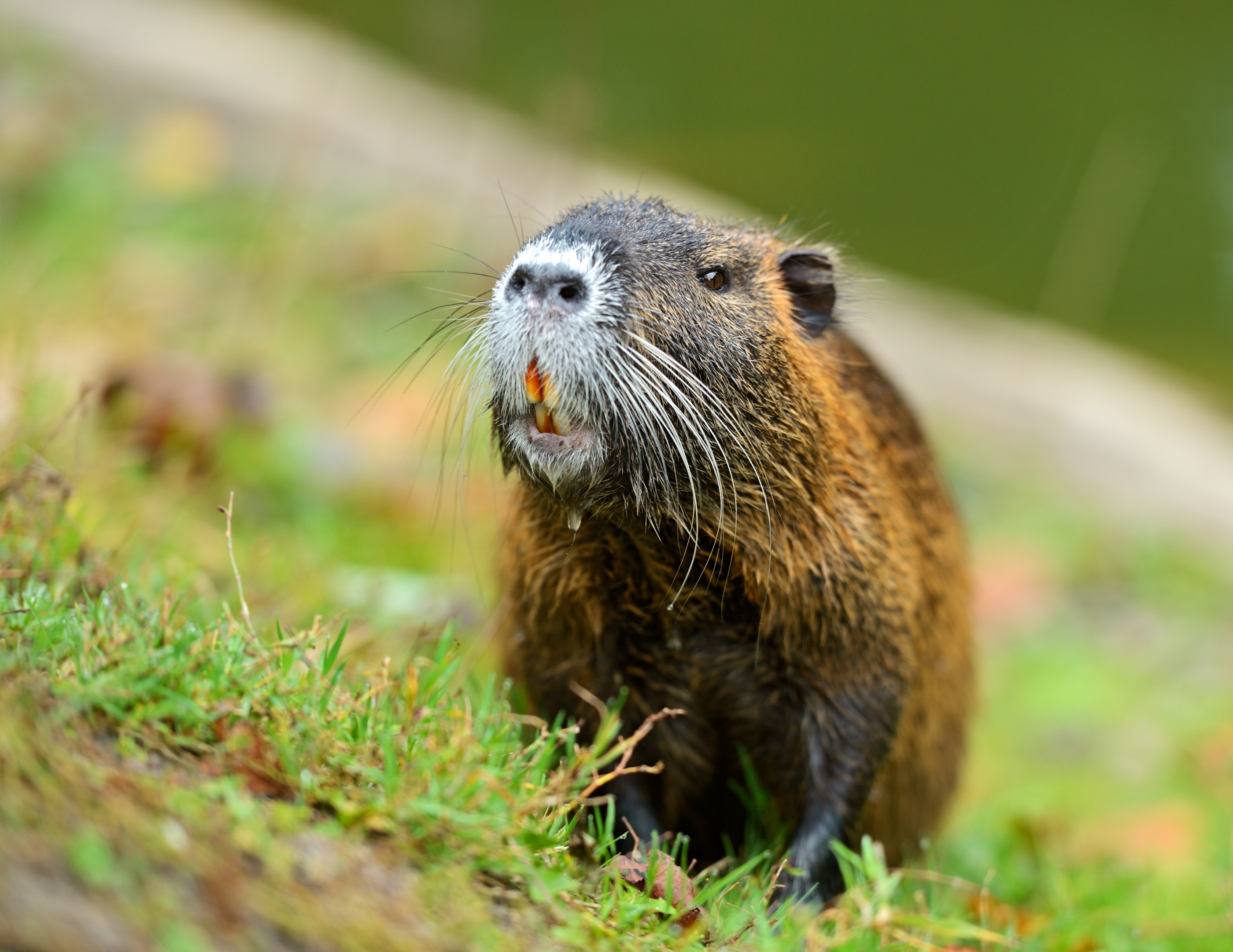 How To Get Rid Of Muskrats From Home How To Get Rid Of