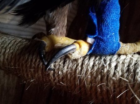 Golden Eagle Caught in Leghold, Skye's Spirit Wildlife Rehabilitation Center