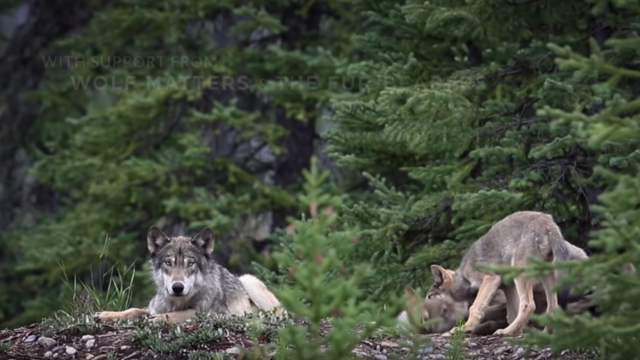 Photo of Canadian Wolves